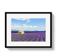 Lavender Fields