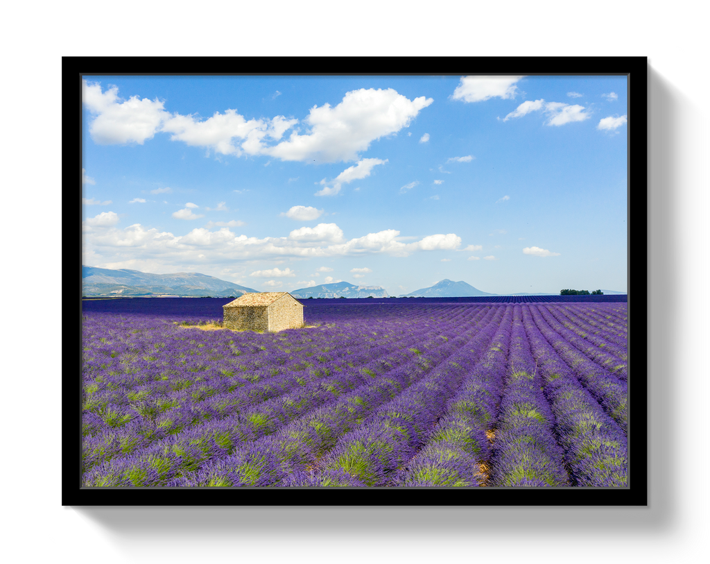 Lavender Fields