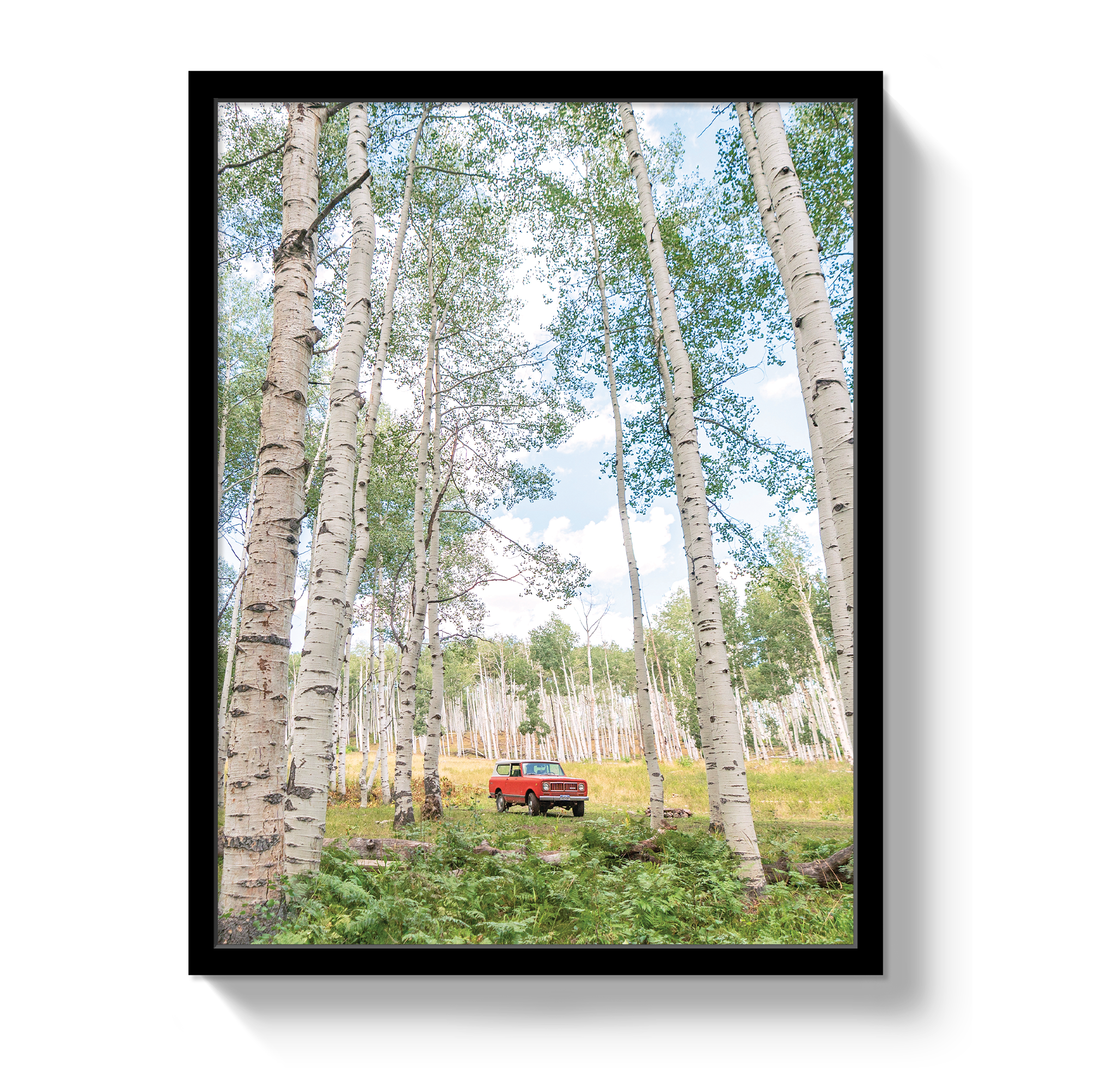 Aspen Scout