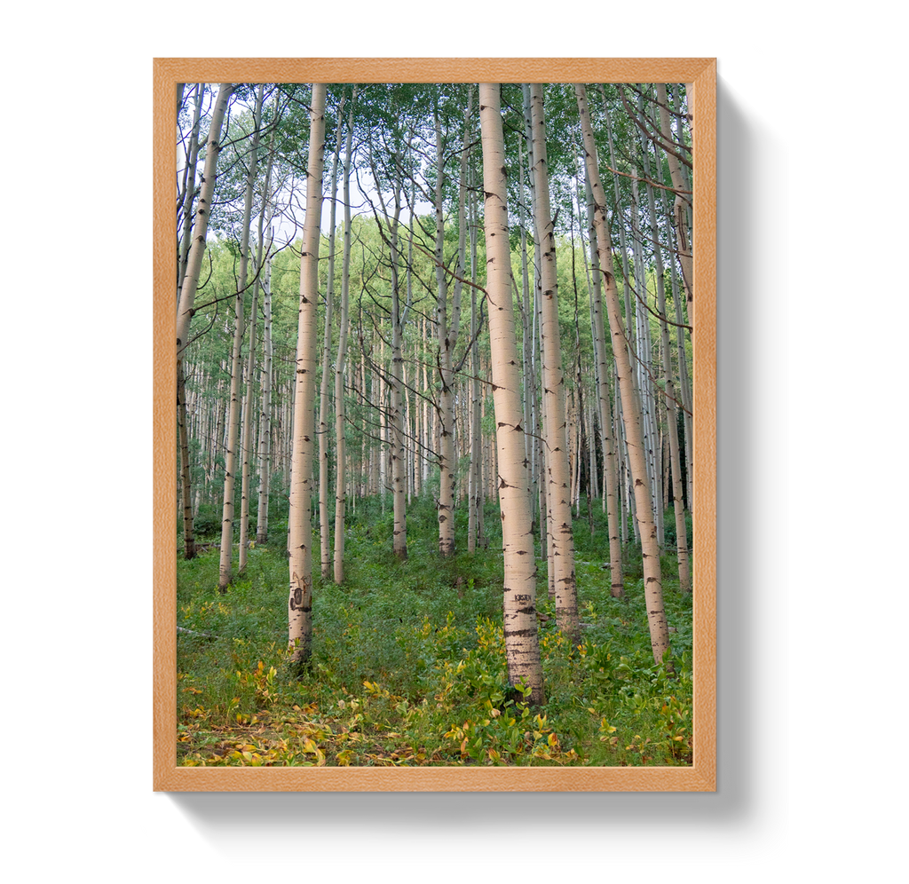 Aspen Grove