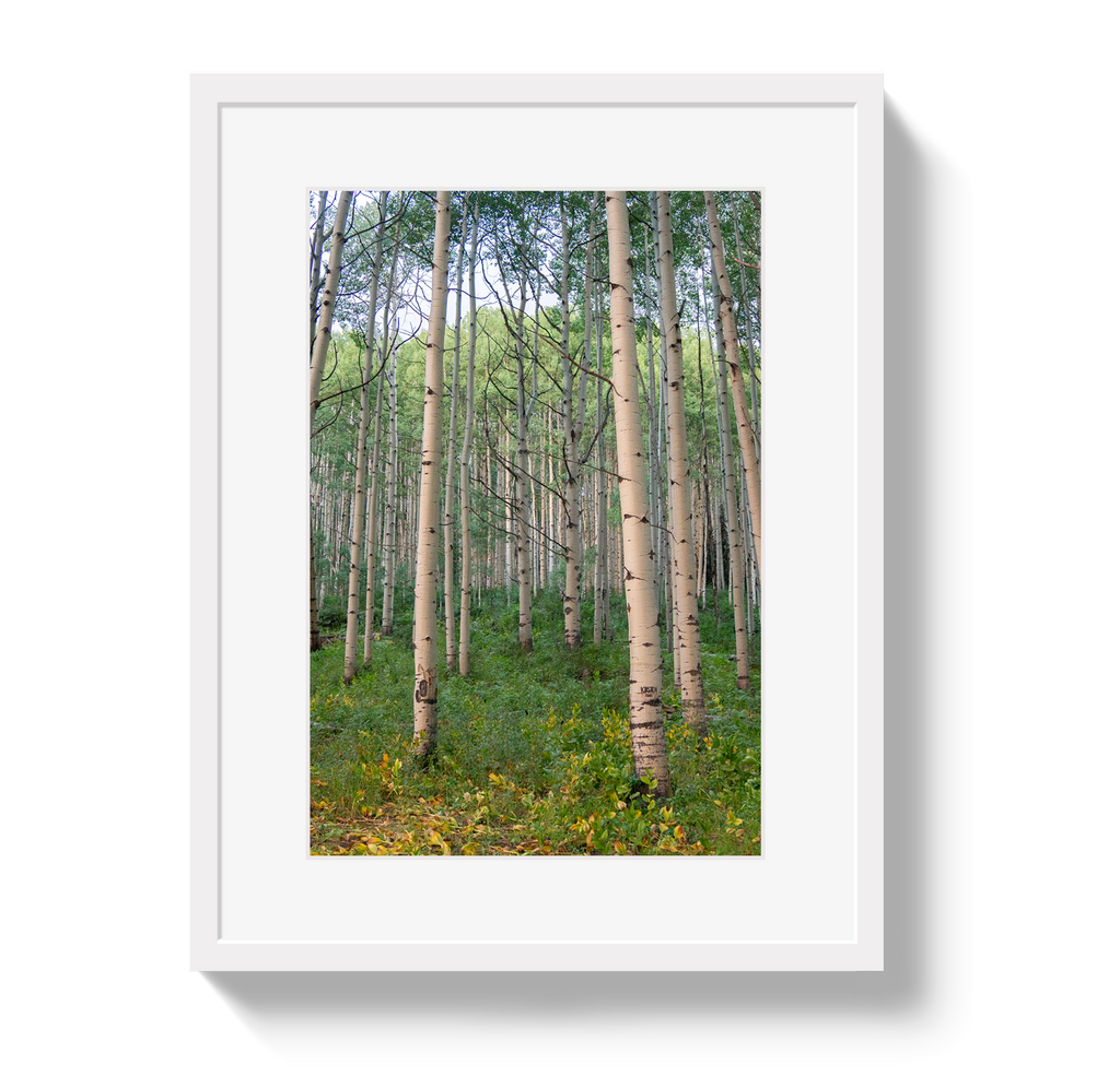 Aspen Grove