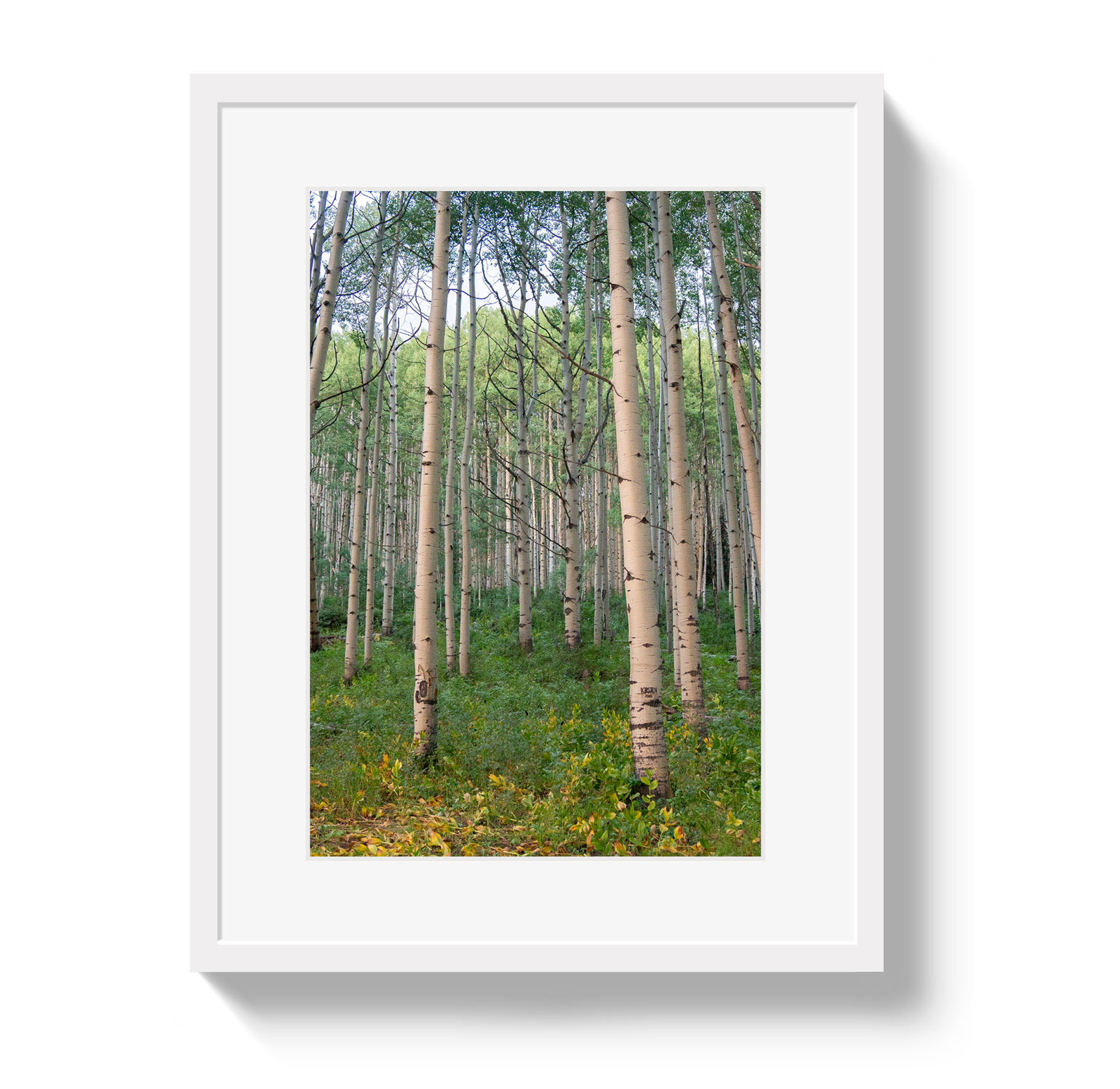 Aspen Grove