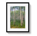 Aspen Grove