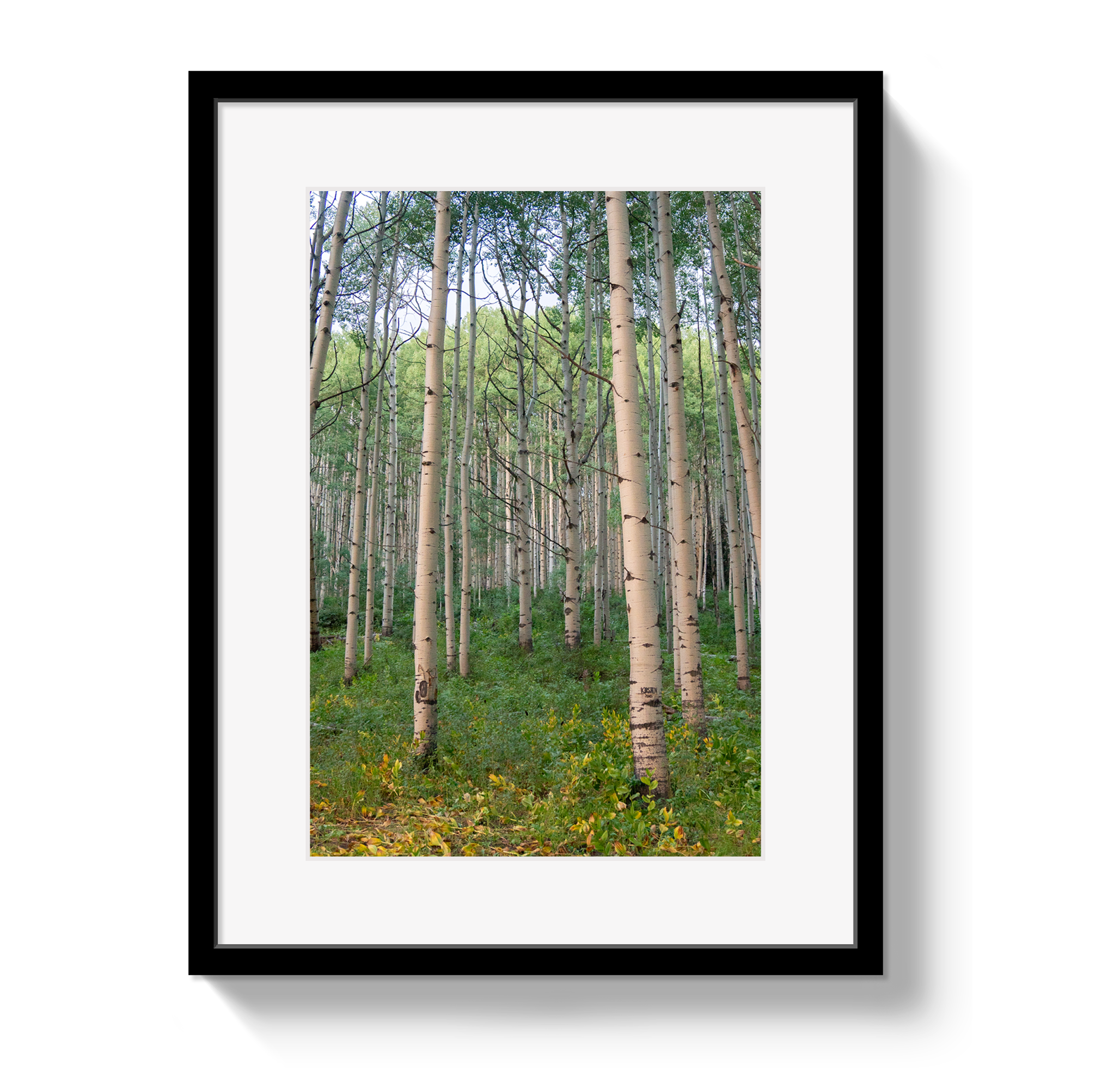 Aspen Grove