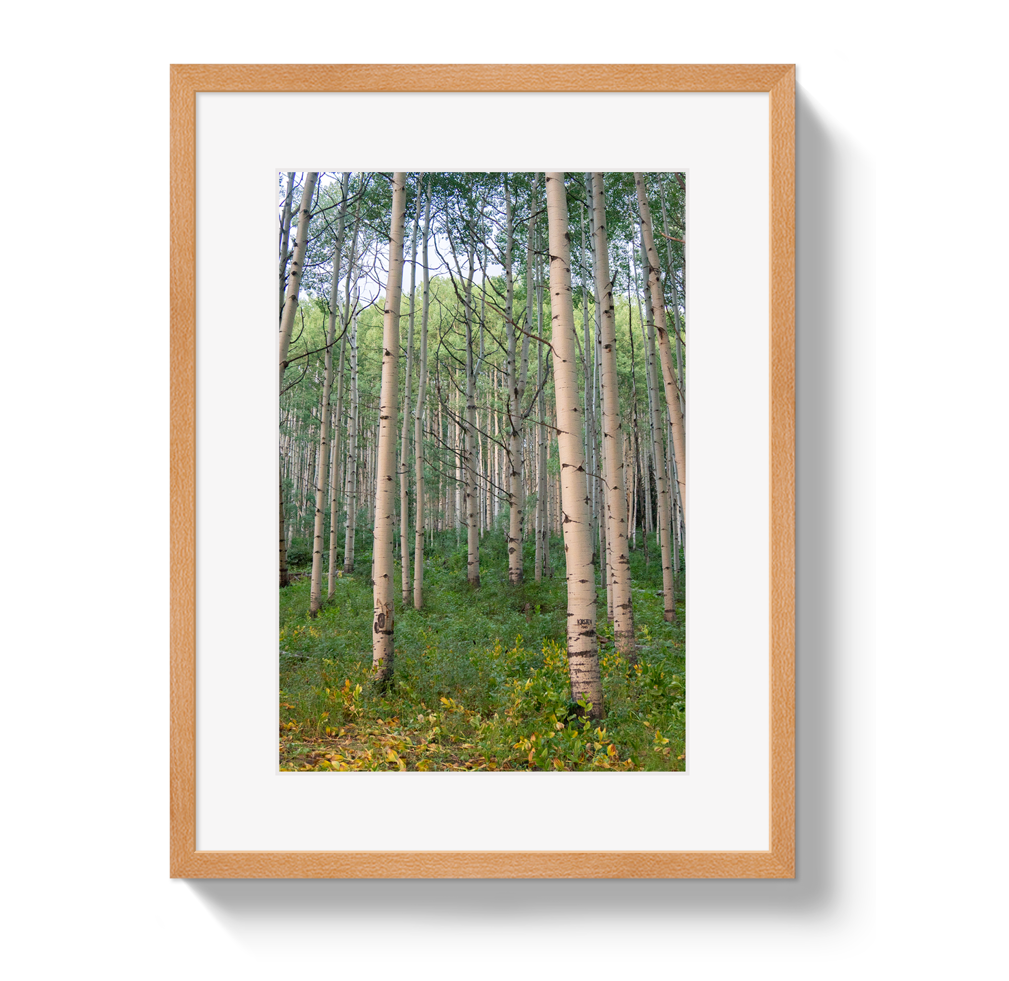 Aspen Grove