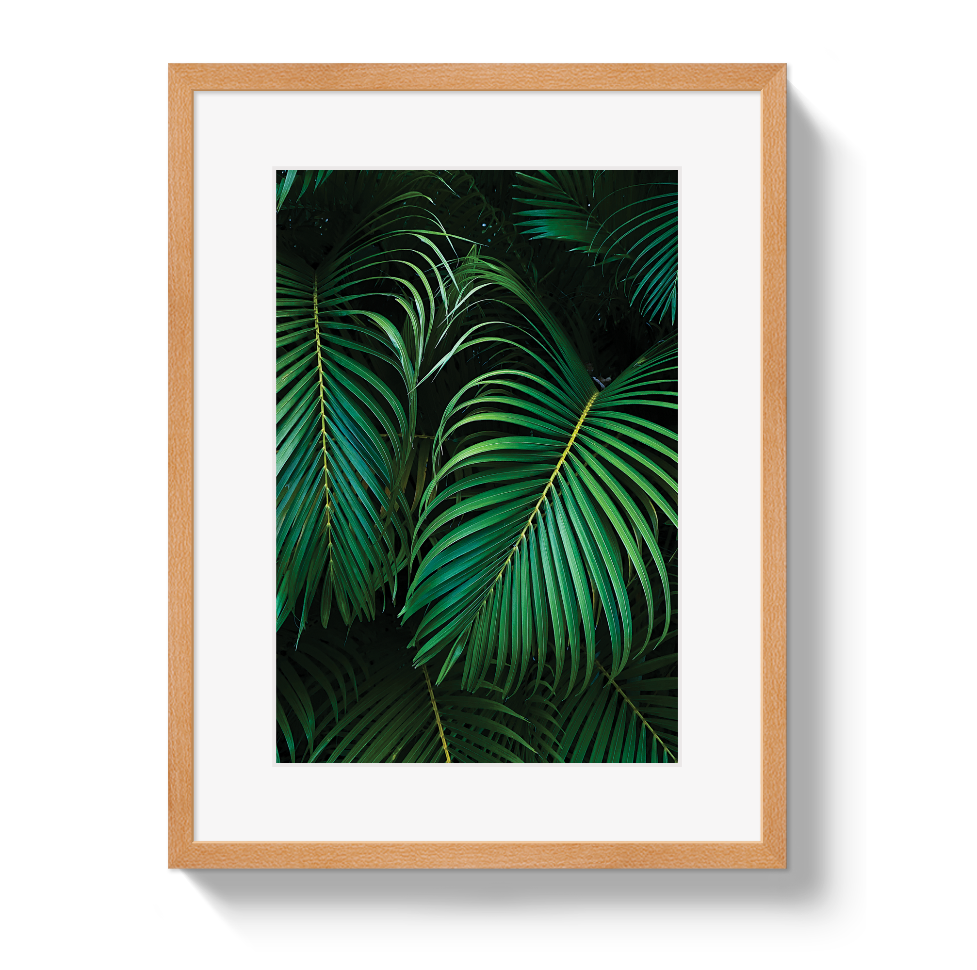 Palm