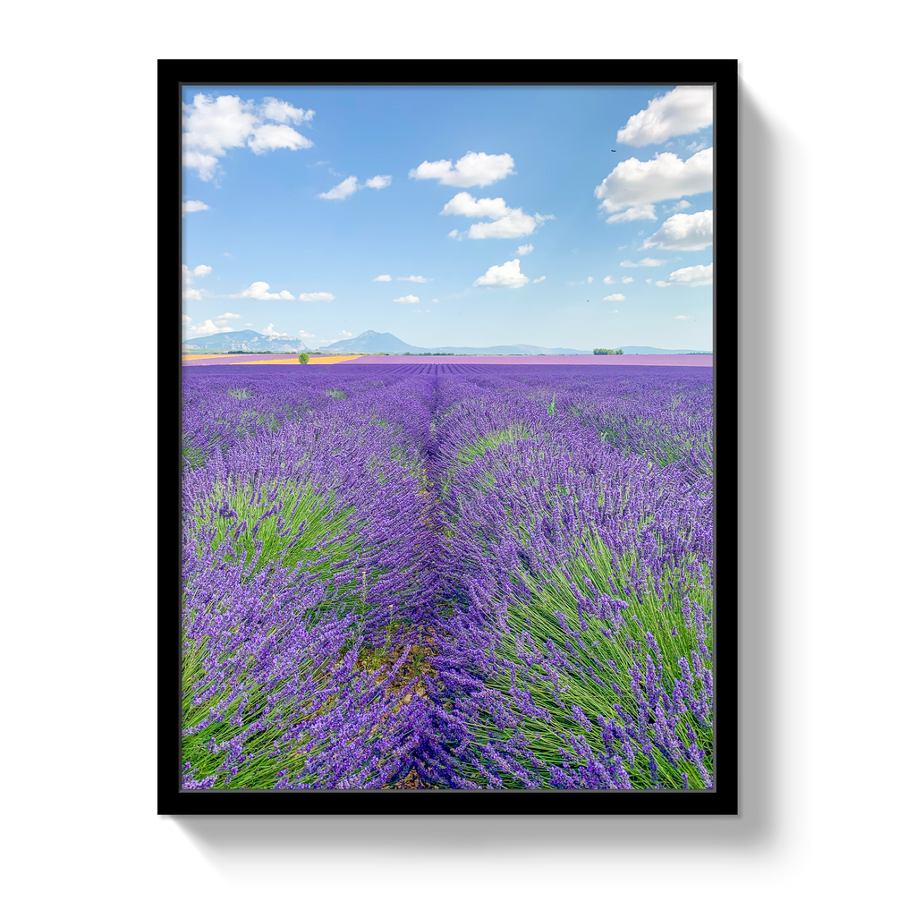 Lavender Fields 2