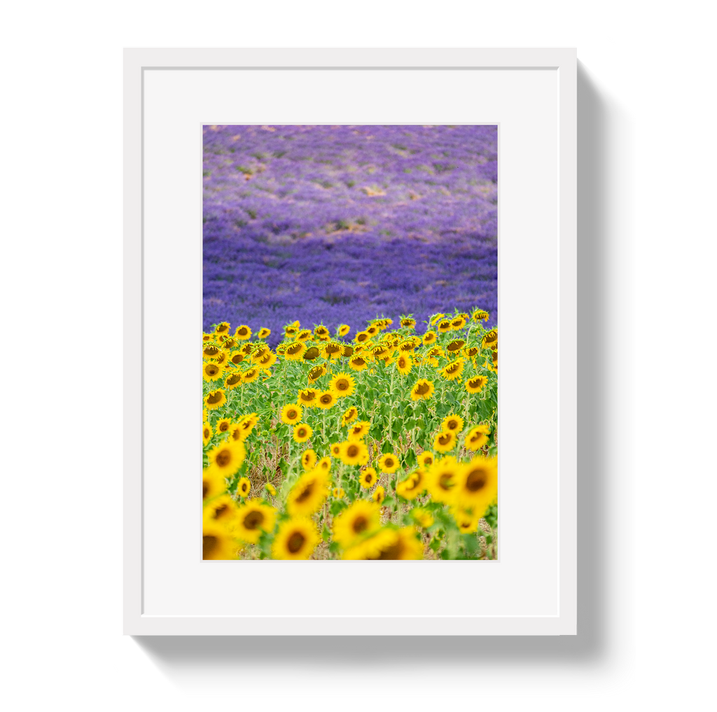 Sun and Lavender