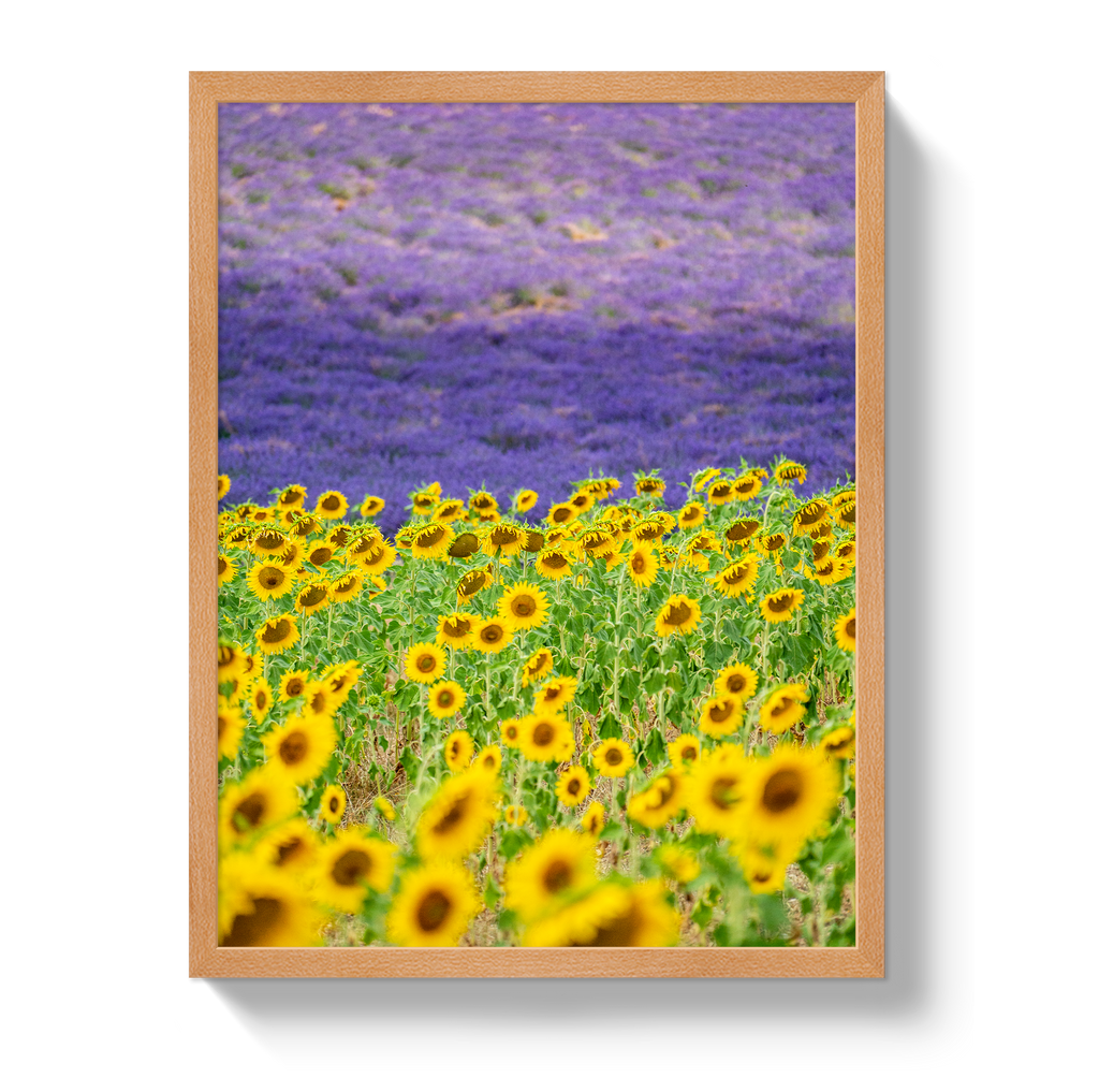 Sun and Lavender