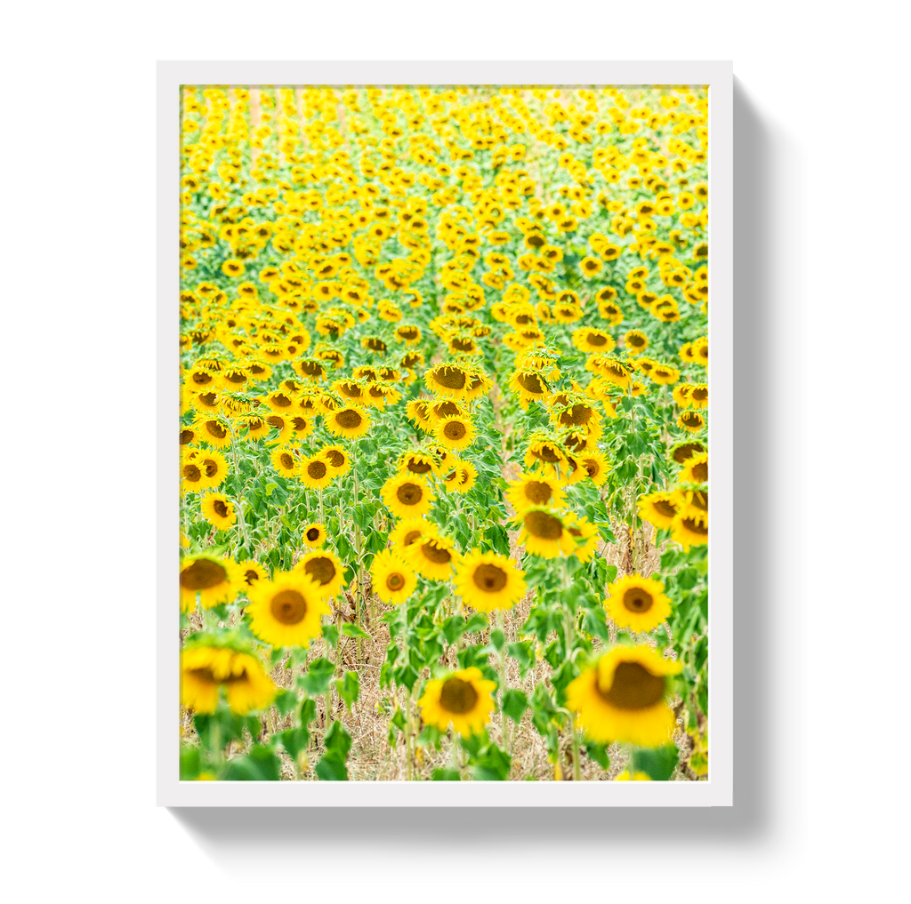 Provence Sunflowers