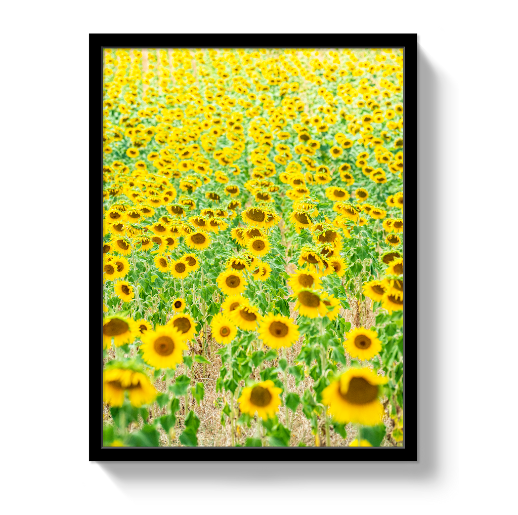 Provence Sunflowers