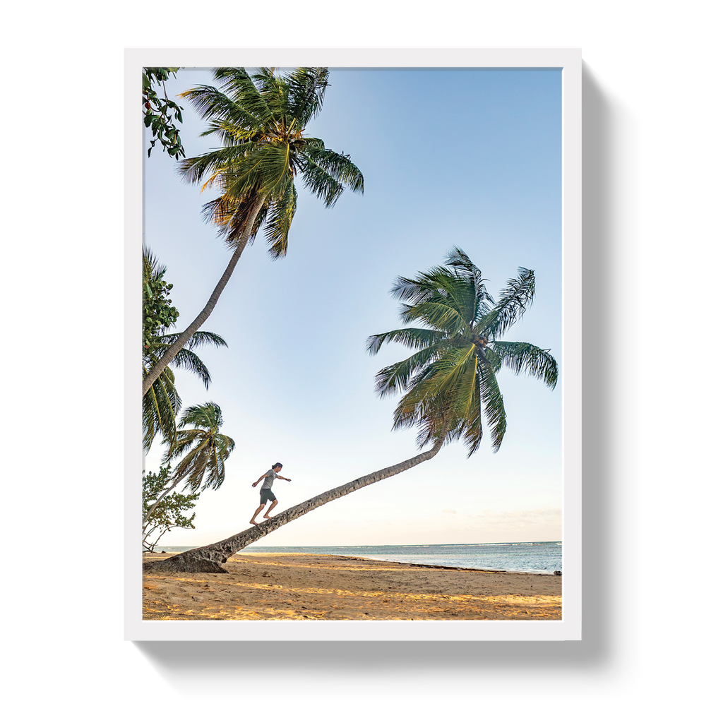 Palm Walk