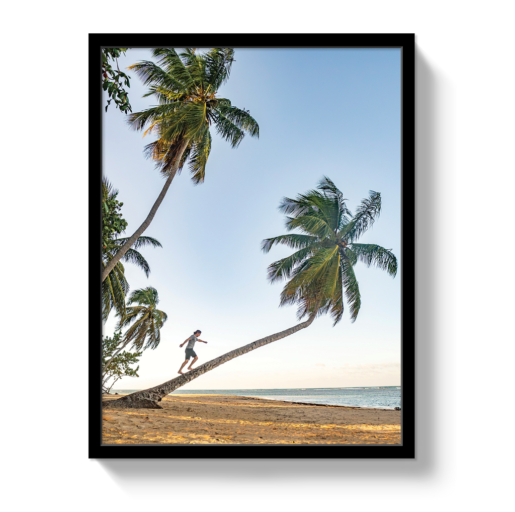 Palm Walk