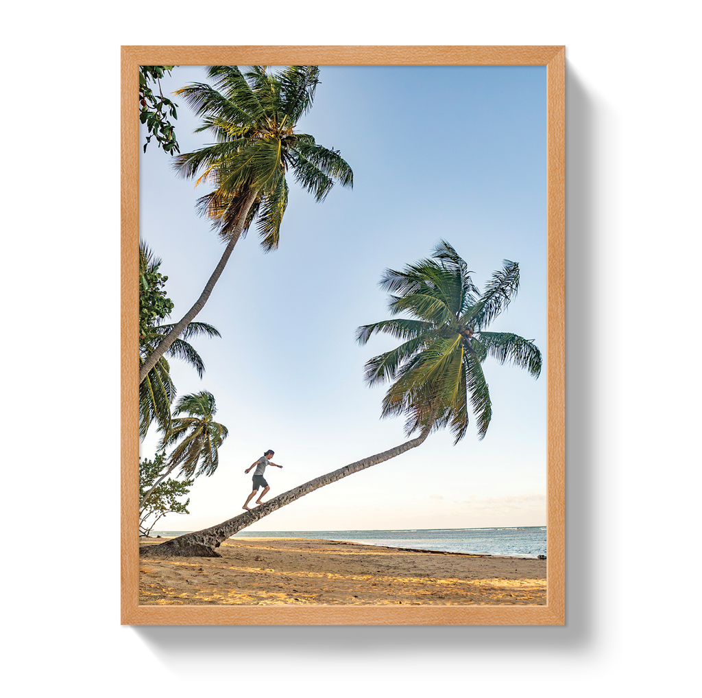 Palm Walk