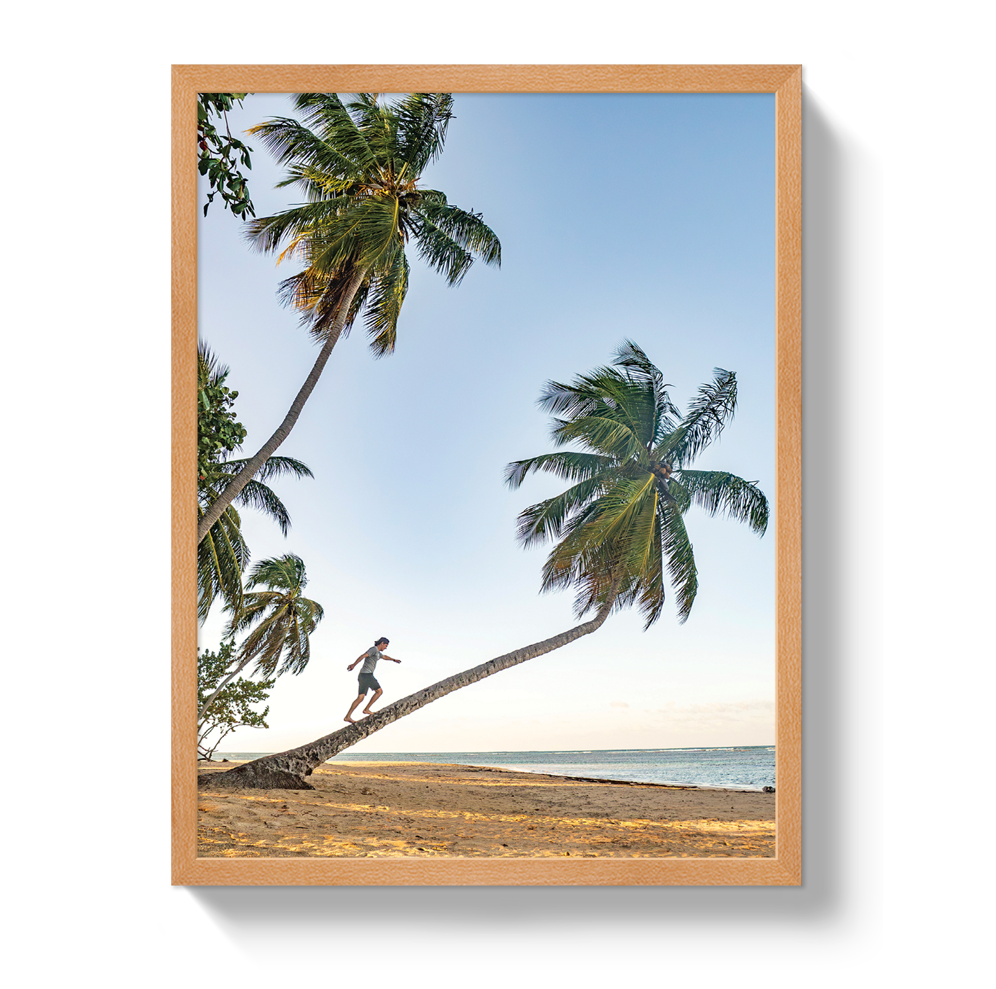 Palm Walk