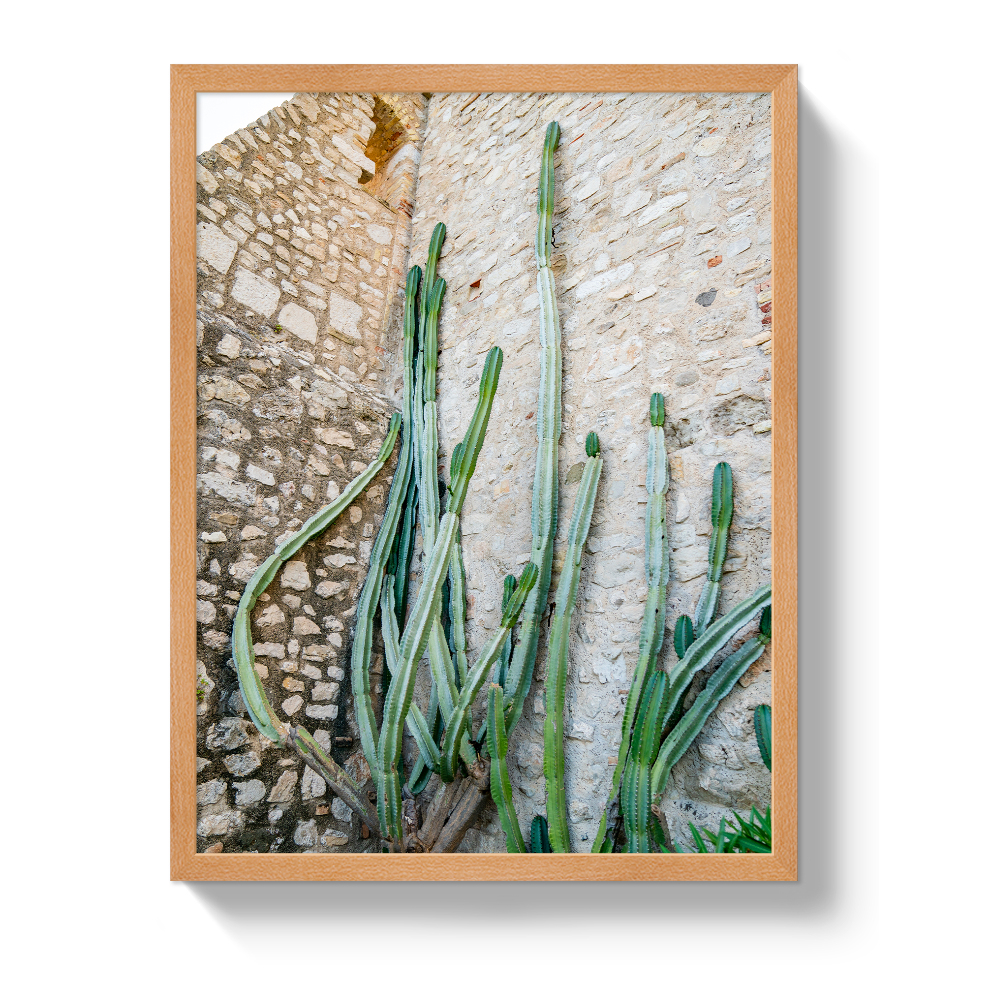 Cactus Capri